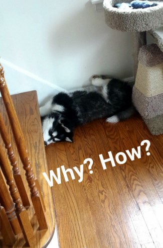 export7640178410956175561